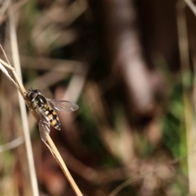 Simosyrphus grandicornis (Common hover fly) at Lyons, ACT - 7 Sep 2024 by ran452