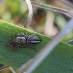 Maratus scutulatus (A jumping spider) at Lyons, ACT - 7 Sep 2024 by ran452