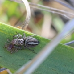 Maratus scutulatus at Lyons, ACT - 7 Sep 2024