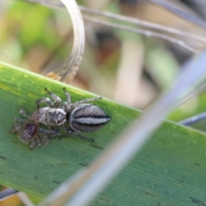 Maratus scutulatus at Lyons, ACT - 7 Sep 2024