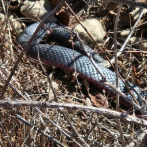 Pseudechis porphyriacus at Denman Prospect, ACT - 7 Sep 2024 12:42 PM