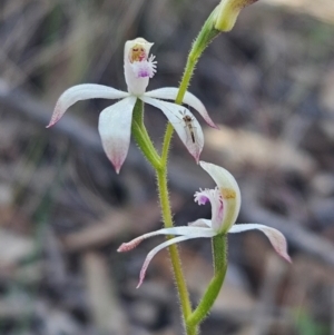 Caladenia ustulata at Denman Prospect, ACT - 7 Sep 2024