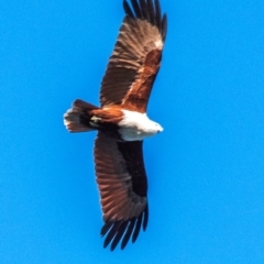 Haliastur indus (Brahminy Kite) at Nelly Bay, QLD - 15 Jul 2024 by Petesteamer