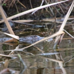 Ornithorhynchus anatinus (Platypus) at Pialligo, ACT - 7 Sep 2024 by MB