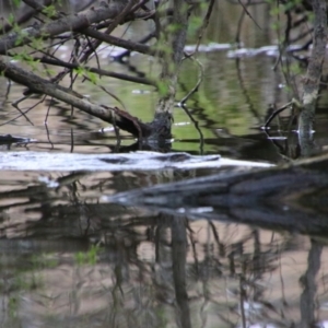 Ornithorhynchus anatinus at Pialligo, ACT - 7 Sep 2024