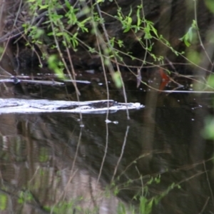 Ornithorhynchus anatinus at Pialligo, ACT - 7 Sep 2024