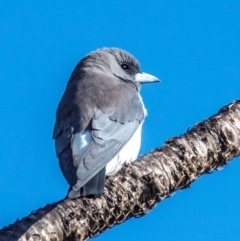 Artamus leucorynchus at Nelly Bay, QLD - 16 Jul 2024