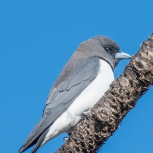 Artamus leucorynchus at Nelly Bay, QLD - 16 Jul 2024