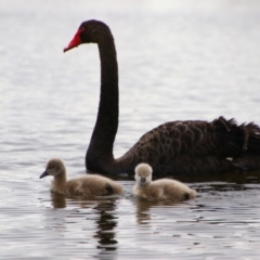 Cygnus atratus (Black Swan) at Pialligo, ACT - 7 Sep 2024 by MB