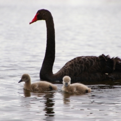 Cygnus atratus (Black Swan) at Pialligo, ACT - 6 Sep 2024 by MB