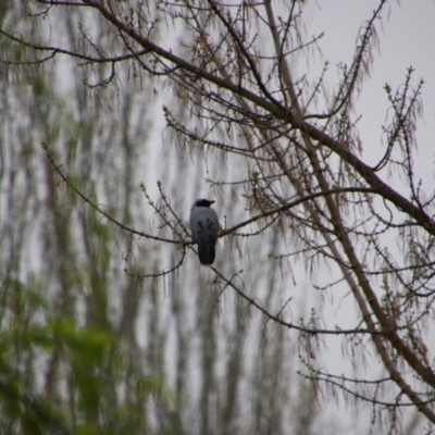 Coracina novaehollandiae (Black-faced Cuckooshrike) at Pialligo, ACT - 7 Sep 2024 by MB