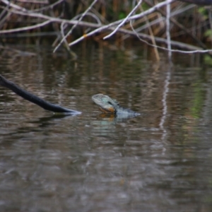 Intellagama lesueurii howittii at Pialligo, ACT - 7 Sep 2024 09:12 AM