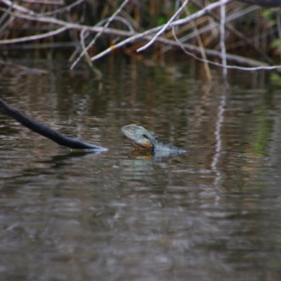 Intellagama lesueurii howittii (Gippsland Water Dragon) at Pialligo, ACT - 6 Sep 2024 by MB