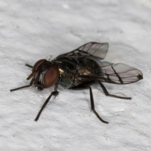 Rivellia sp. (genus) at Melba, ACT - 5 Sep 2024 10:55 PM