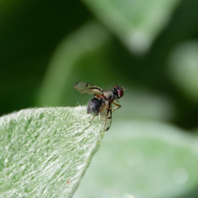 Pogonortalis doclea (Boatman fly) at Downer, ACT - 7 Sep 2024 by RobertD