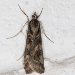 Nomophila corticalis (A Crambid moth (Spilomelinae) at Melba, ACT - 5 Sep 2024 by kasiaaus