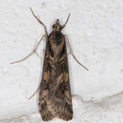 Nomophila corticalis (A Crambid moth (Spilomelinae) at Melba, ACT - 5 Sep 2024 by kasiaaus