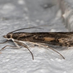 Nomophila corticalis at Melba, ACT - 5 Sep 2024 10:58 PM