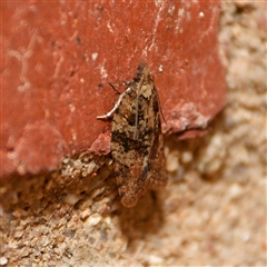 Capua intractana (A Tortricid moth) at Downer, ACT - 7 Sep 2024 by RobertD
