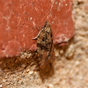 Capua intractana at Downer, ACT - 7 Sep 2024 11:34 AM