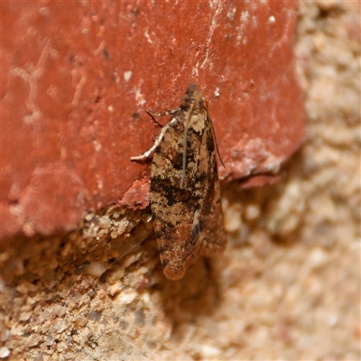 Unidentified Moth (Lepidoptera) at Downer, ACT - 7 Sep 2024 by RobertD