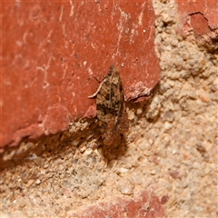 Capua intractana at Downer, ACT - 7 Sep 2024 11:34 AM
