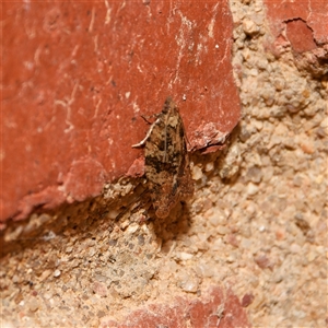 Capua intractana at Downer, ACT - 7 Sep 2024 11:34 AM