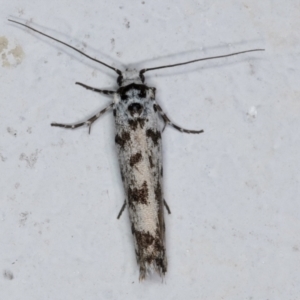 Ethmia eupostica at Melba, ACT - 6 Sep 2024