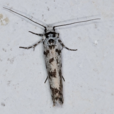 Ethmia eupostica (A Gelechioid moth (Ethmiidae)) at Melba, ACT - 6 Sep 2024 by kasiaaus