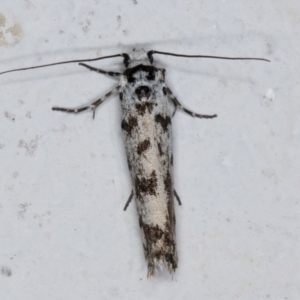 Ethmia eupostica at Melba, ACT - 6 Sep 2024