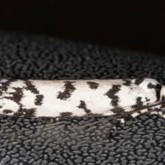 Ethmia eupostica at Melba, ACT - 6 Sep 2024