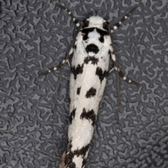 Ethmia eupostica at Melba, ACT - 6 Sep 2024