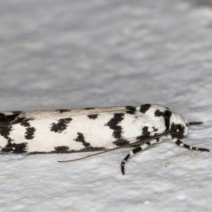 Ethmia eupostica at Melba, ACT - 6 Sep 2024