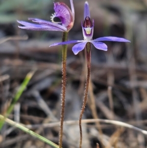 Cyanicula caerulea at Denman Prospect, ACT - suppressed