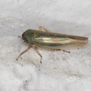 Limotettix incertus at Melba, ACT - 5 Sep 2024 11:02 PM