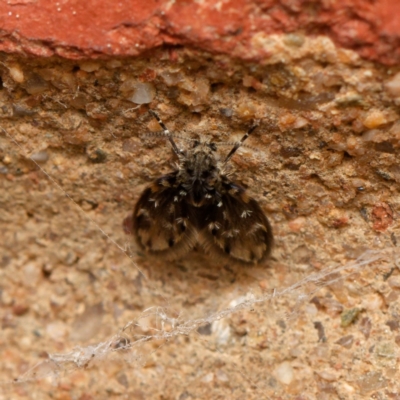 Rotundopteryx sp. (genus) (Drain Fly) at Downer, ACT - 7 Sep 2024 by RobertD