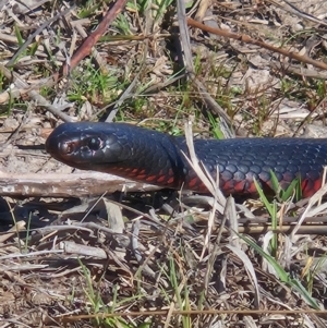 Pseudechis porphyriacus at Denman Prospect, ACT - 7 Sep 2024