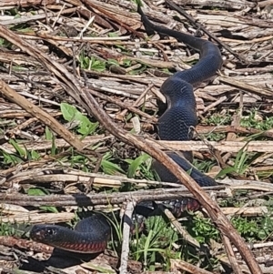 Pseudechis porphyriacus at Denman Prospect, ACT - 7 Sep 2024