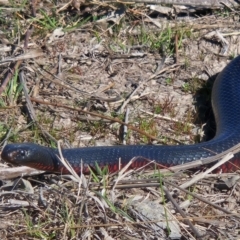 Pseudechis porphyriacus at Denman Prospect, ACT - 7 Sep 2024