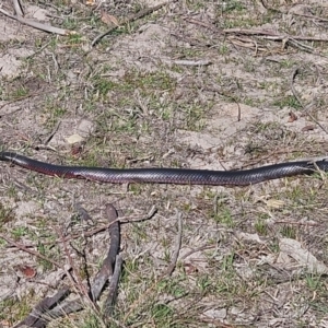 Pseudechis porphyriacus at Denman Prospect, ACT - 7 Sep 2024 02:02 PM