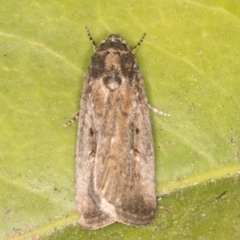 Athetis tenuis (Plain Tenuis Moth) at Melba, ACT - 5 Sep 2024 by kasiaaus