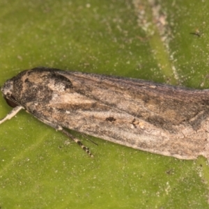 Athetis tenuis at Melba, ACT - 5 Sep 2024 11:04 PM