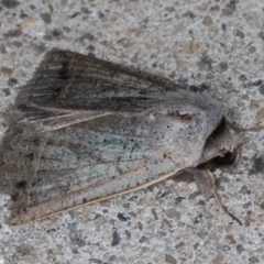 Pantydia (genus) at Melba, ACT - 5 Sep 2024 11:06 PM