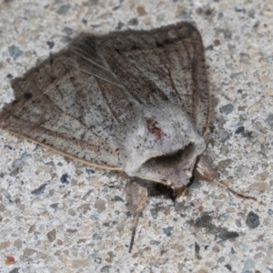 Pantydia (genus) at Melba, ACT - 5 Sep 2024