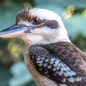 Dacelo novaeguineae at Nelly Bay, QLD - 16 Jul 2024