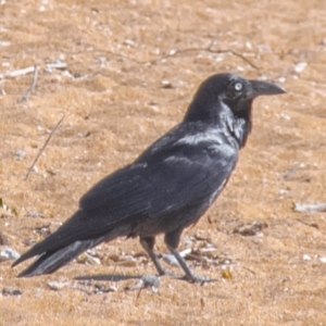 Corvus coronoides at Florence Bay, QLD - 16 Jul 2024