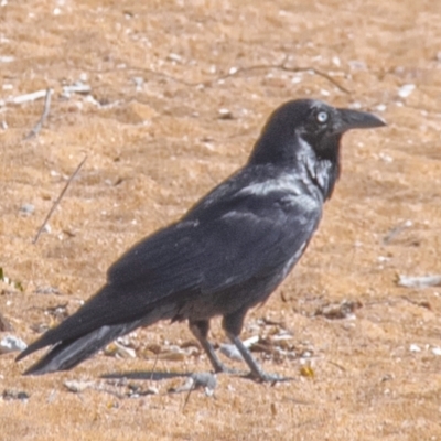 Corvus coronoides (Australian Raven) at Florence Bay, QLD - 16 Jul 2024 by Petesteamer