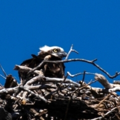 Pandion haliaetus (Osprey) at Florence Bay, QLD - 16 Jul 2024 by Petesteamer