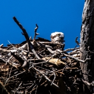 Pandion haliaetus at Florence Bay, QLD - suppressed