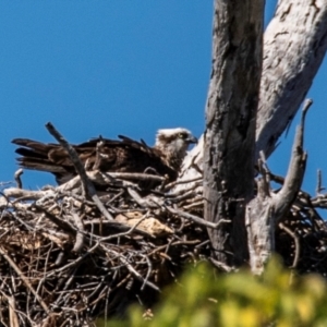 Pandion haliaetus at Florence Bay, QLD - 16 Jul 2024